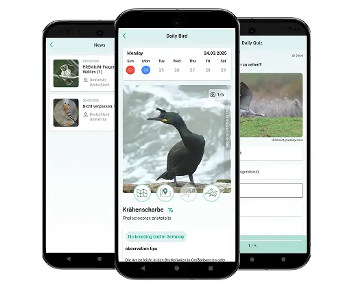 Interactive Mobile App for Orniversity – Engaging Bird Enthusiasts